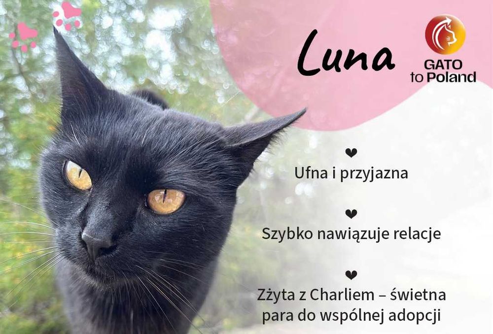 Luna - sympatyczna kotka z Hiszpanii szuka domu w Polsce