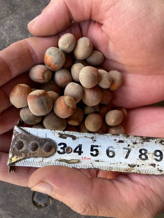 Відводки фундука