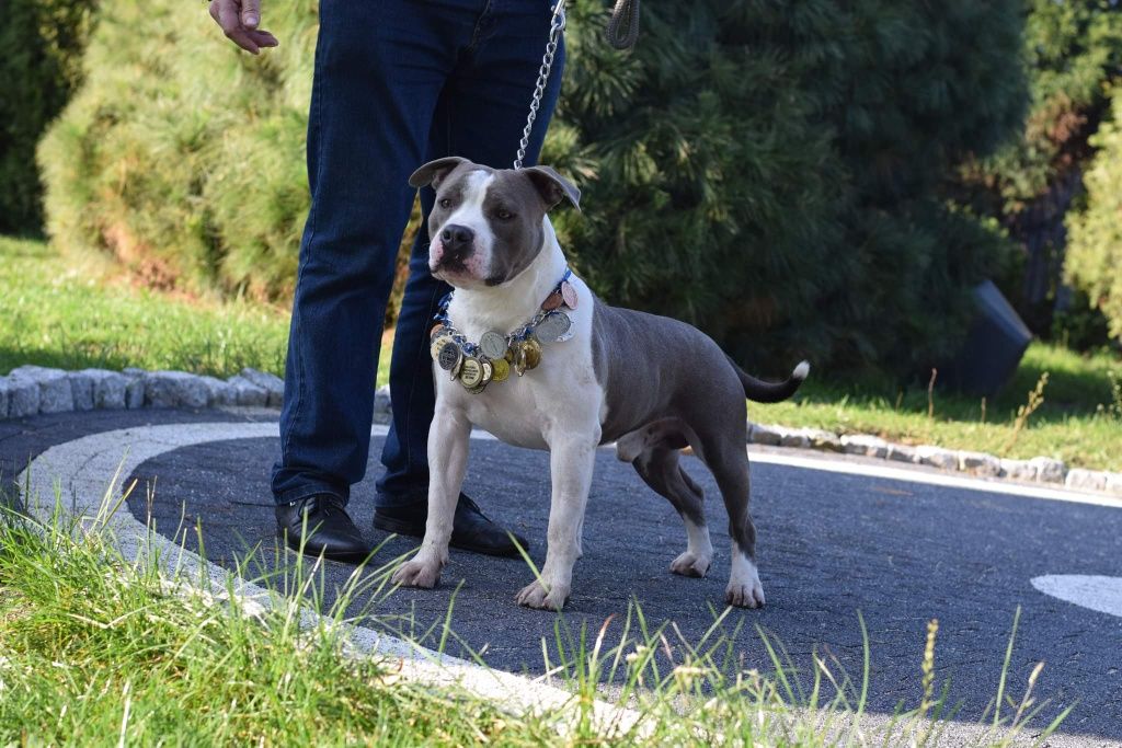 Amstaff Blu FCI po Championie Polski