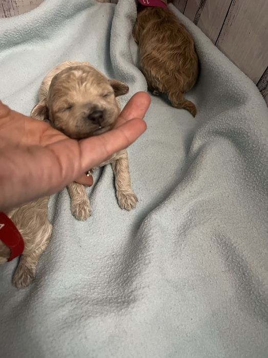 Maltipoo f1b pudel toy red brown badania