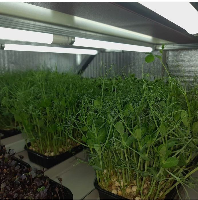 Стелаж для вирощування мікрозелені