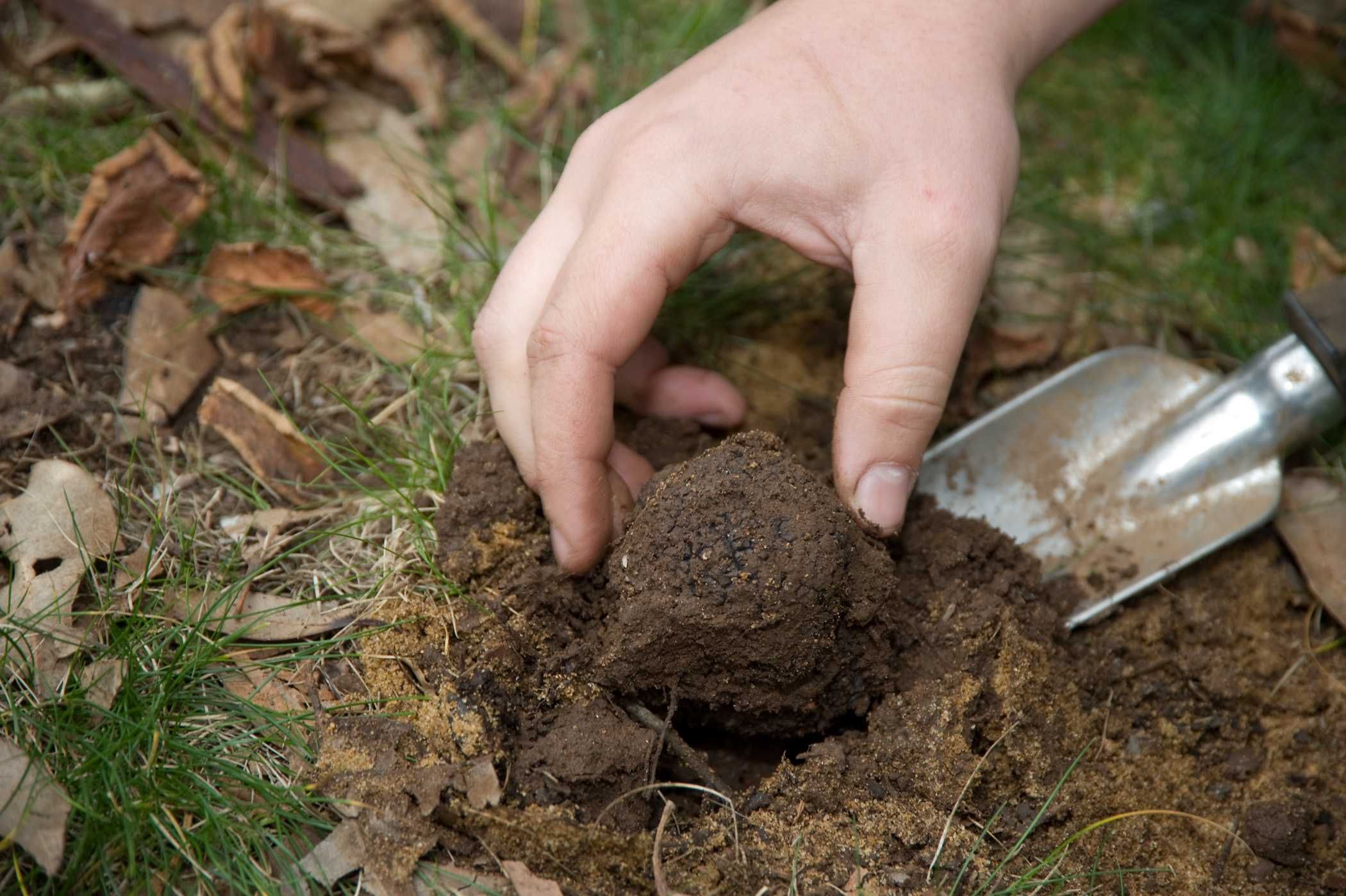 Мицелий Трюфеля черного перигорского, Tuber melanosporum