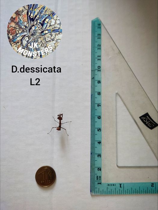 Modliszka Deroplatys desiccata+gratisy