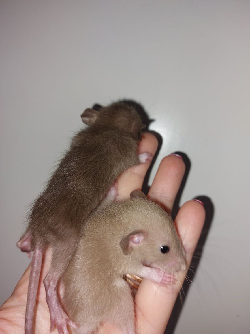 Подарок любимому/й маленький живой любяший друг дамбоухие крысята Крыс
