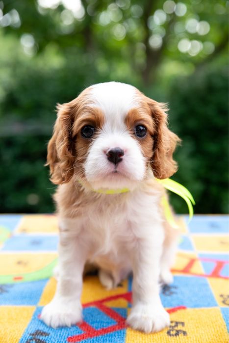 Кавалер кинг чарльз спаниель КСУ