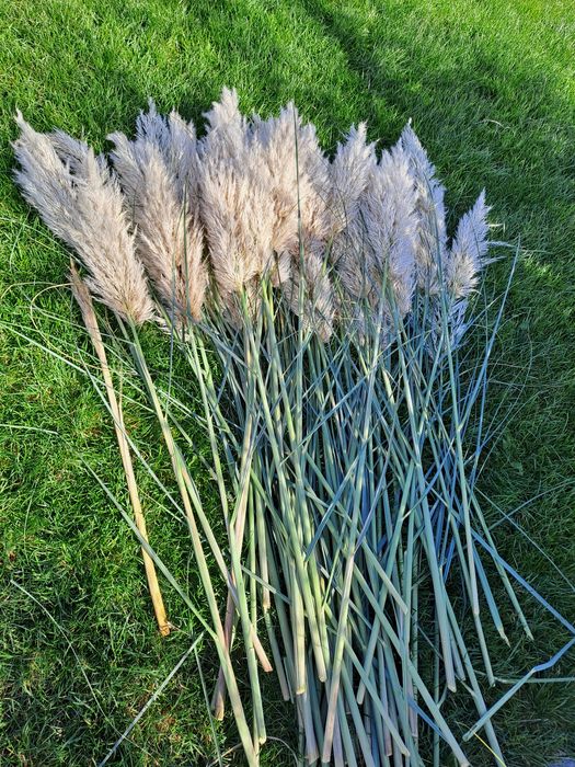 Suszona trawa pampasowa