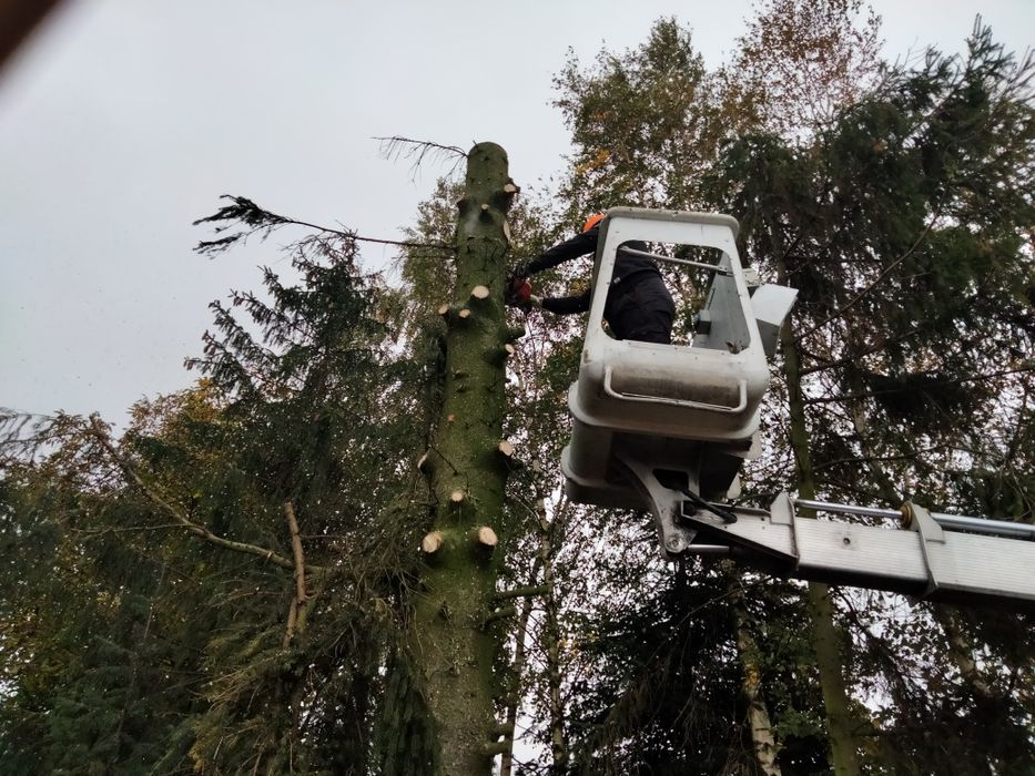 Wycinka i pielęgnacja drzew