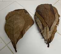 Folhas de amendoeira da Índia (Catappa)