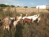 Rebanho 10 cabras e 1 bode novas com b4