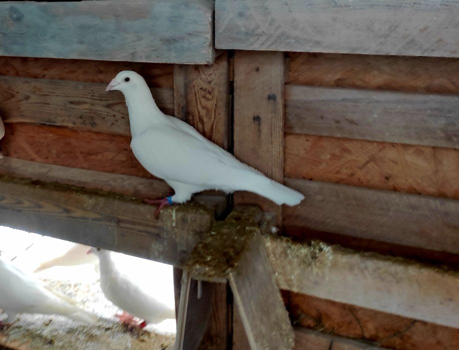 Para gołębi  pocztowych czysto białych na ślub