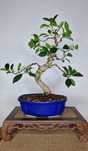 Bonsai ficus retusa