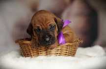 Rhodesian Ridgeback szczenię FCI