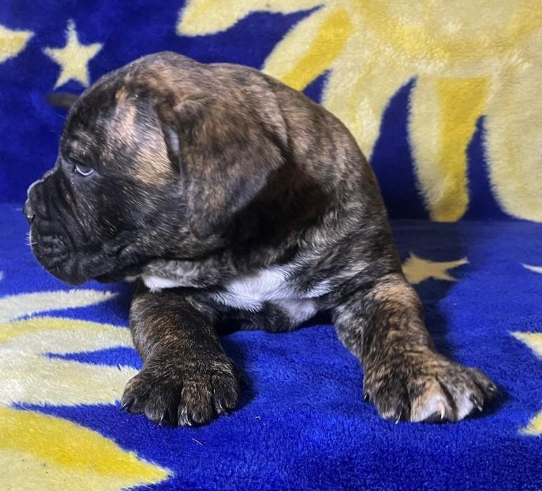 Piesek Presa Canario