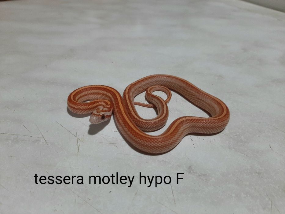 Wąż zbożowy młody 35 cm tessera motley hypo