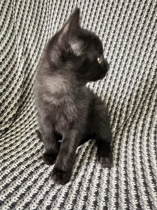 Породисті милі кошенята