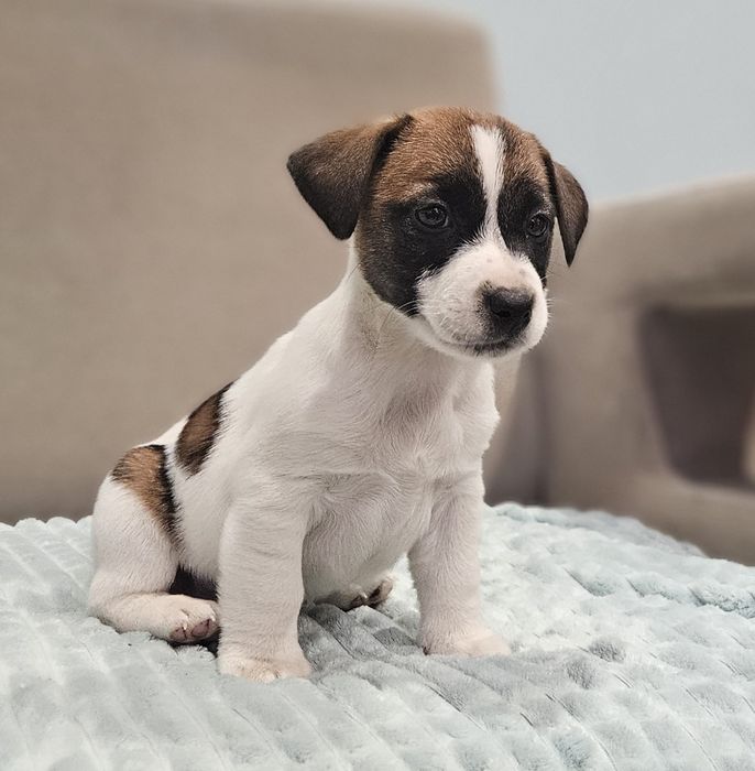 Piesek jack russell ZKwP FCI