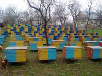 продам пчелопакеты украинки  и карпатки