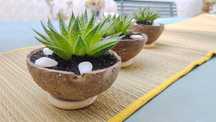 Cacto • Suculenta - Aloe-Aristata
