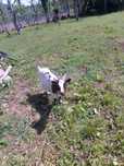 Cabras anas casal