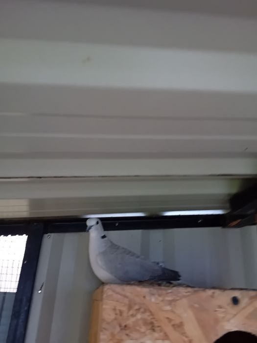 Cukrówki ńiebieskie młode