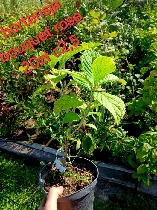 Producent hortensje ogrodowe krzewiaste pilgowane oraz pnace