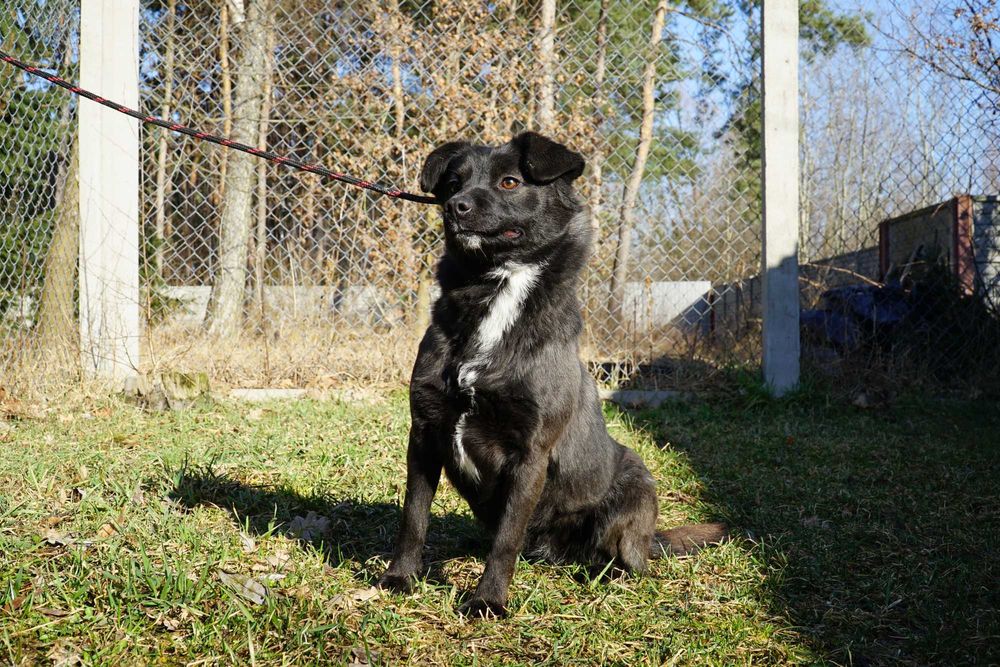 Enia - czarno-biała suczka szuka domu