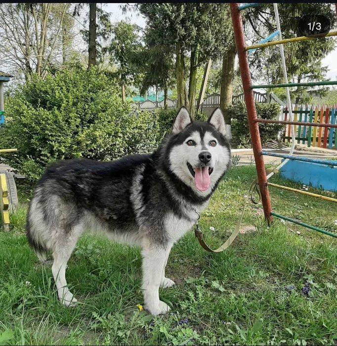 Віддам кобеля породи хаски