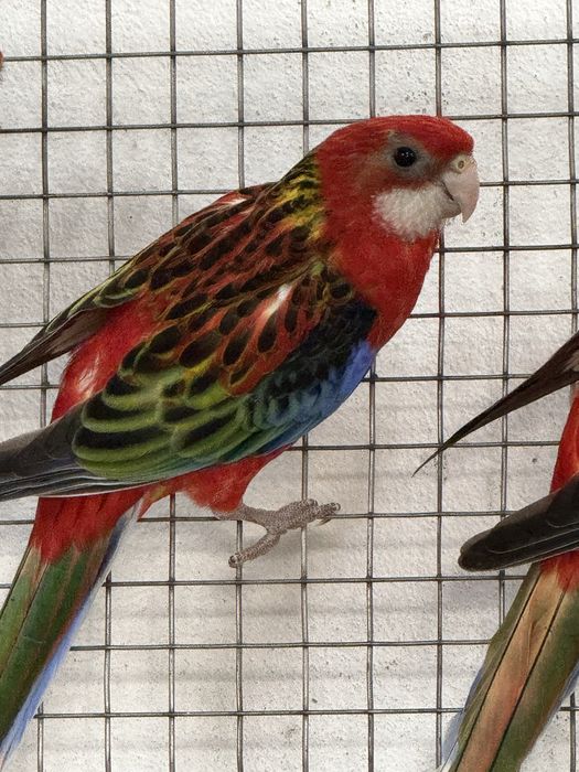 Roselas Eximius 2025