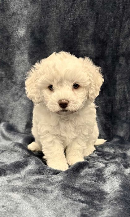 Wyjątkowa suczka Bichon frise, FCI