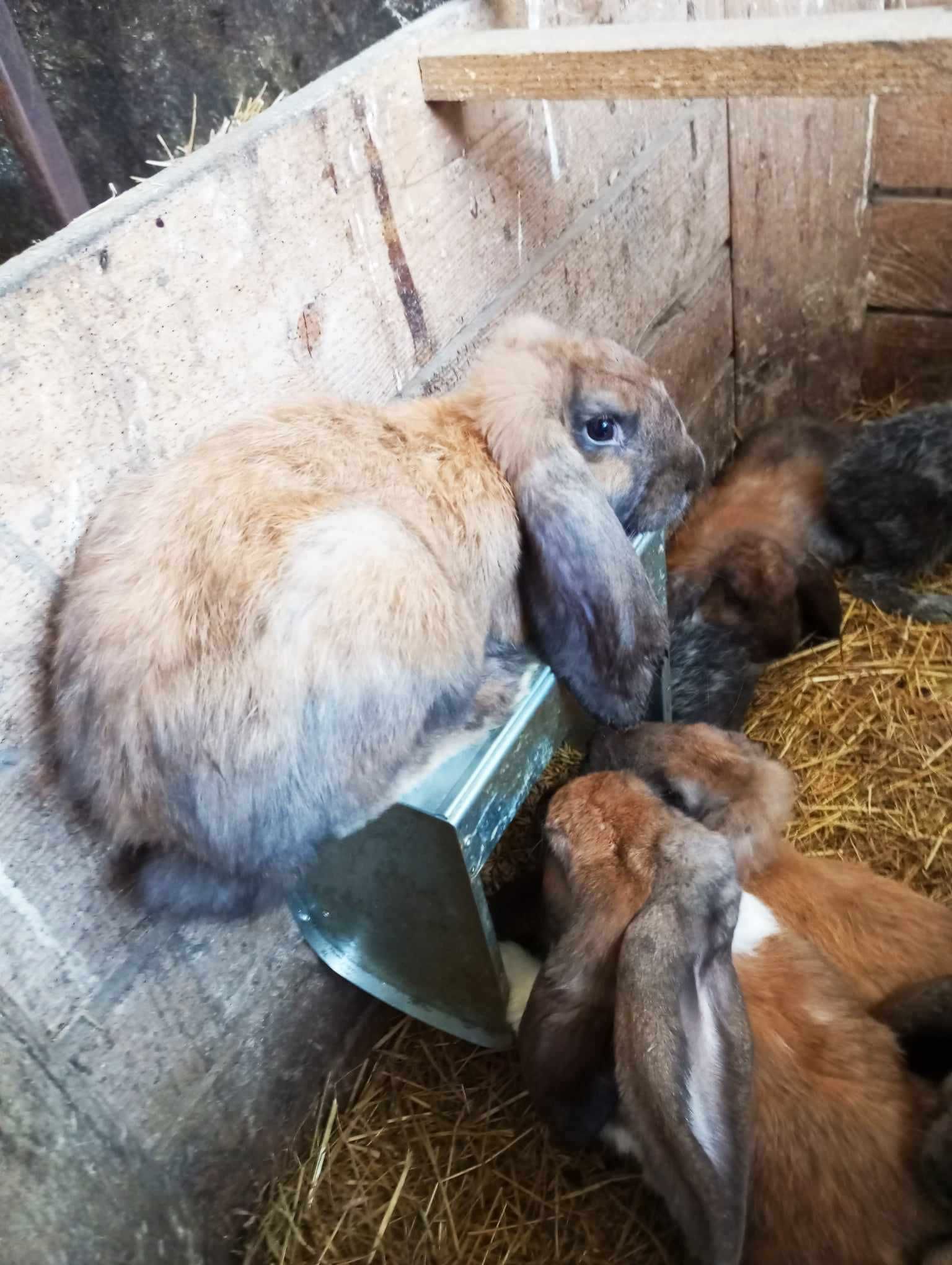 Króliki czystorasowe dużo ras różny wiek