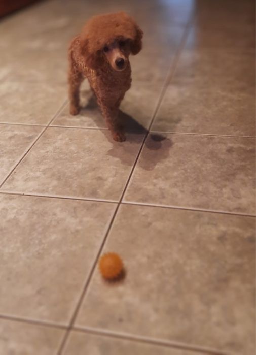 Pudel miniaturowy piesek Mozart