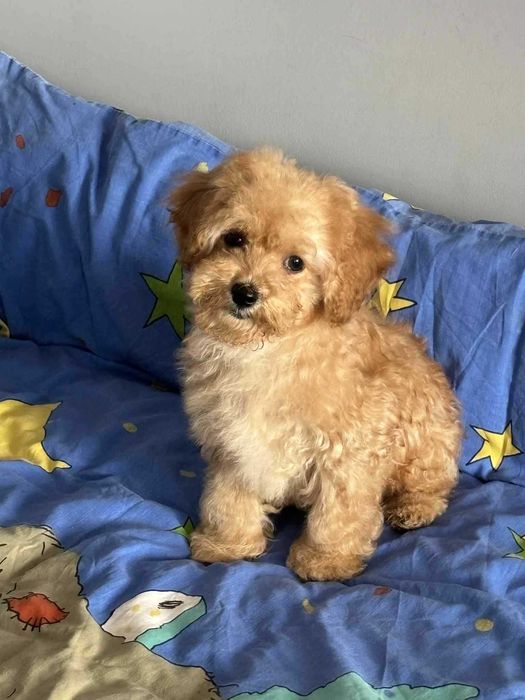 Malutki piesek Matipoo f1b