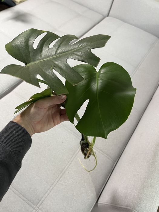 Монстера живці вкорінені