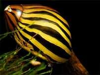 GB Neritina Natalensis Sp. Zebra (Neritina Natalensis Sp. Zebra)