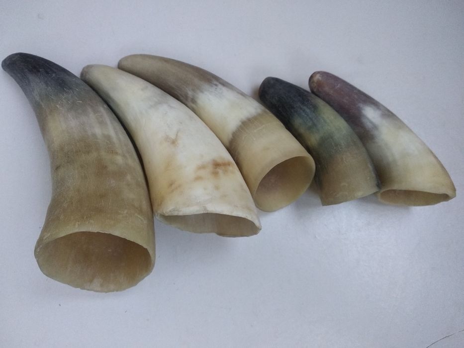 Рога натуральные