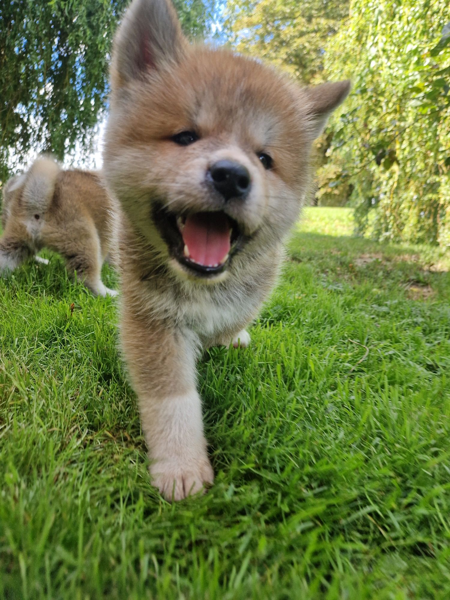 Akita Inu Czerwony piesek