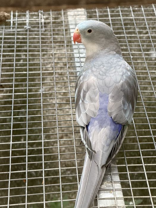 Derbiana , Rosela, Princesa Gales , king Parrot