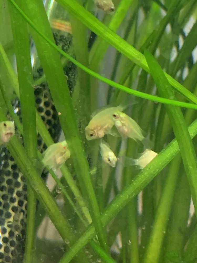 Papagaio anão albino crias  2€