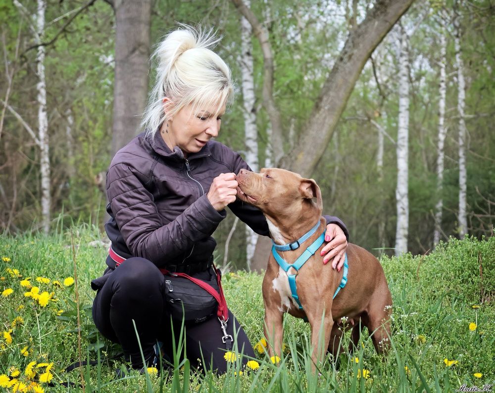 Nieśmiała Dolly w typie pitbulla szuka dobrego domu