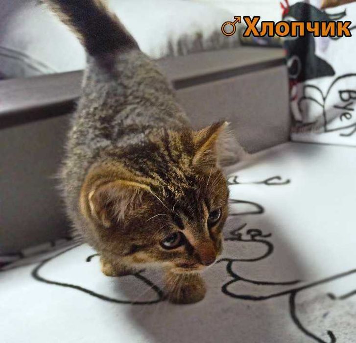 Кошенята, 3 на вибір (пухнасті і пухаті)