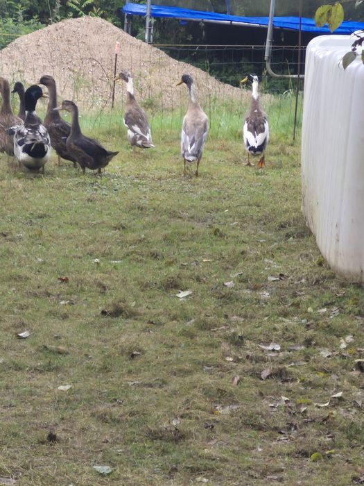 Kaczki biegusy sarnie