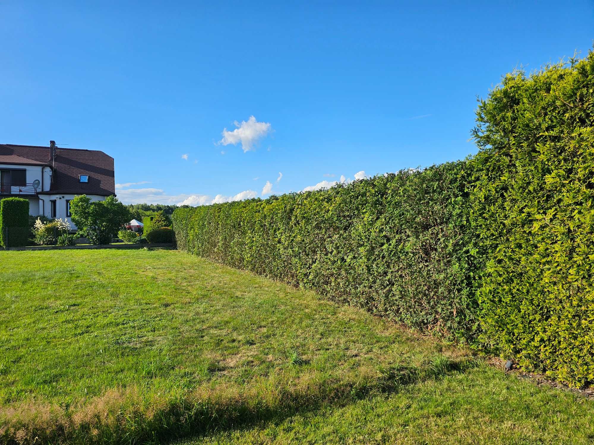 Przycinanie Thui, nasadzanie Thui, wycinka drzew, nawadnianiem ogrodów