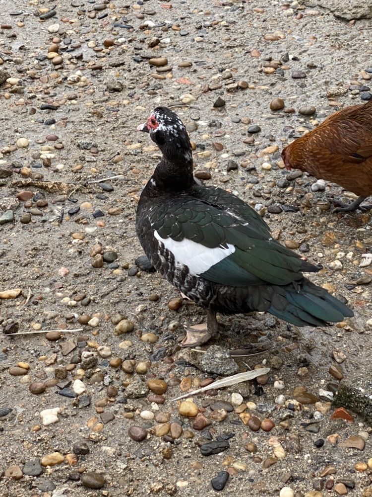 Patos mudos de varias cores.