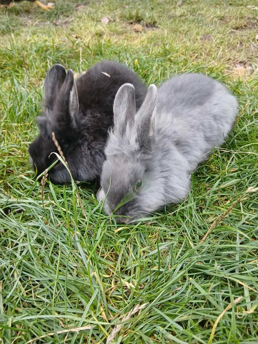 Sprzedam króliki miniaturki