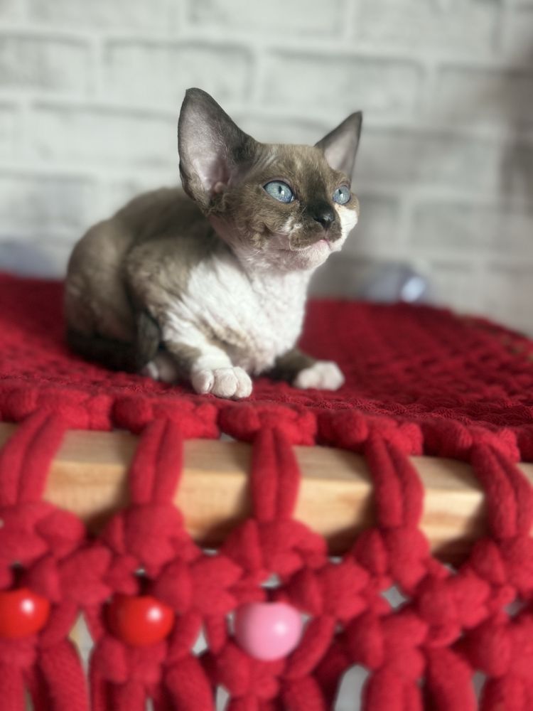 Kotka Devon Rex JELLY