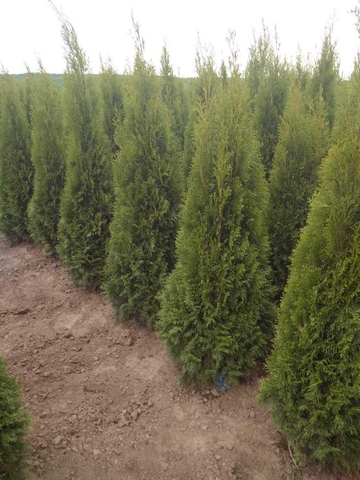 ТУЯ Смарагд 1,00 - 2,40м від 300 грн.