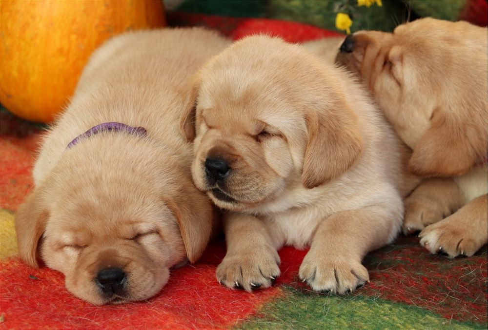 Цуценята Лабрадор ретривер