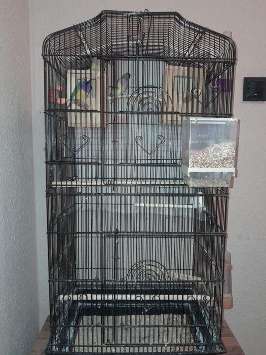 Sprzedam klatkę wraz z 3 amandynkami