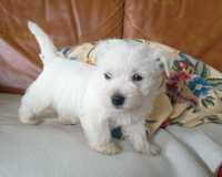 West highland white terrier - piękny piesek