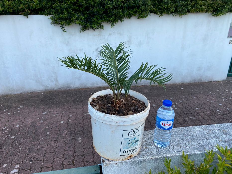 Cyca / cica revoluta